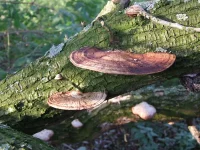 Roodporiehoutzwam [Daedaleopsis confragosa]